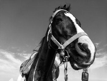 Low angle view of a horse against the sky