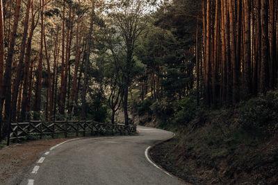 Road amidst trees in forest