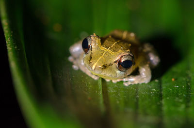 Pygmy rain frog - pristimantis ridens in tropical rainforest