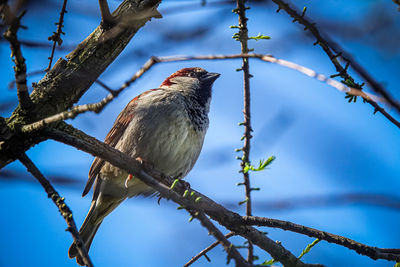 Low angle view of bird perching on branch