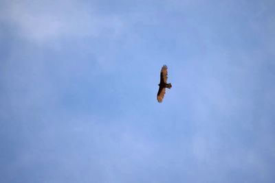 Low angle view of bird flying against clear sky