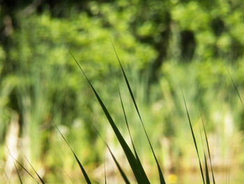 Reed warbler environment river bank vegetation - collection premium