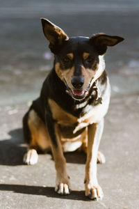 Portrait of dog sitting outdoors