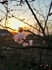 Close-up of pink cherry blossom during sunset