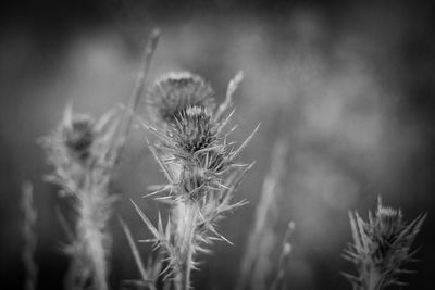 Close-up of dried plant on field