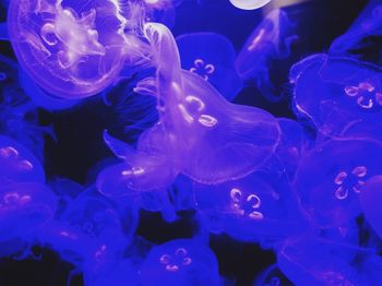 Close-up of jellyfish in water