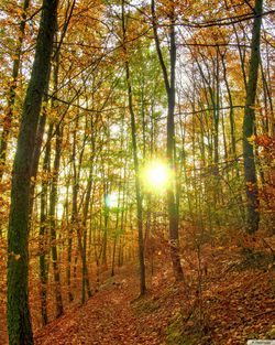 Sun shining through trees in forest