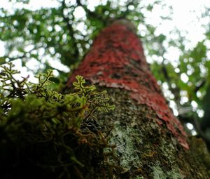 Low angle view of tree against sky