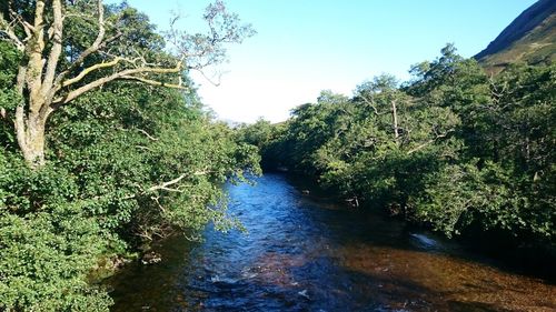 River amidst trees in forest against sky