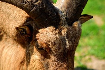 Close-up of horse