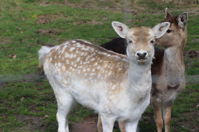 Portrait of deer on field