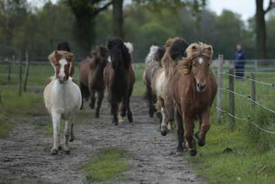 Horses in the field