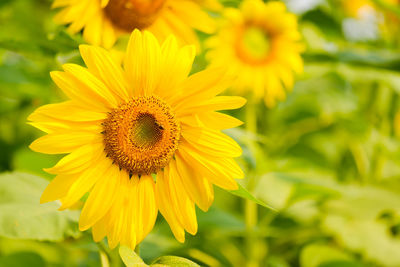 Close-up of yellow flower in field