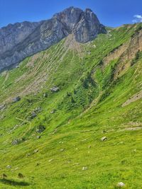 Scenic view of grassy field