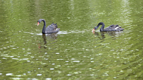 Ducks swimming in lake