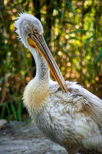 Close-up of pelican