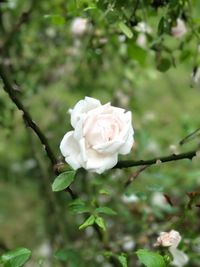 Close-up of white rose blooming outdoors