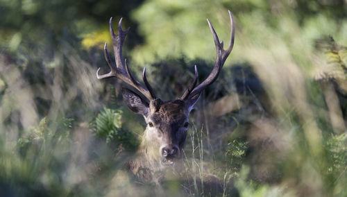 Close-up of deer by plants in forest