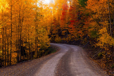 Road amidst trees in forest during autumn