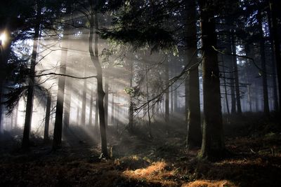 Trees in forest against sky at night