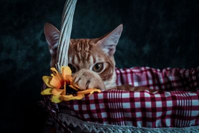 Close-up portrait of a cat