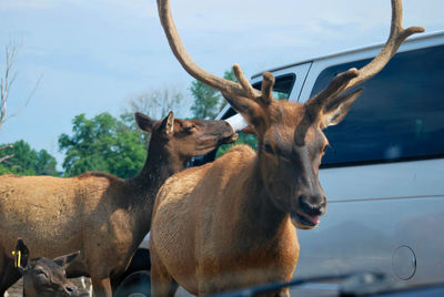 Deer standing by car 