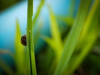 Close-up of insect on grass