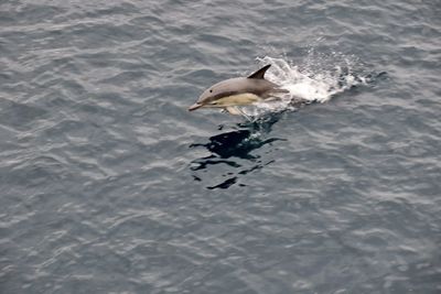 High angle view of common dolphin off scotland