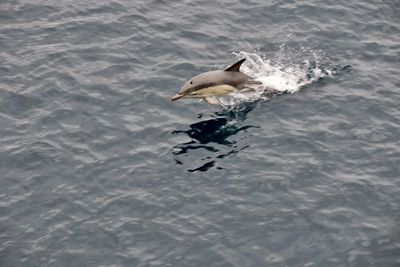 High angle view of bird swimming in lake