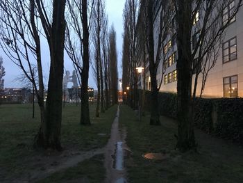 Bare trees at night
