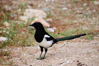 Side view of bird on field