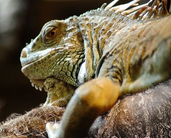 Close-up of iguana