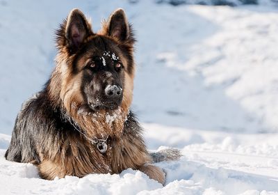 Close-up of a dog on snow covered field