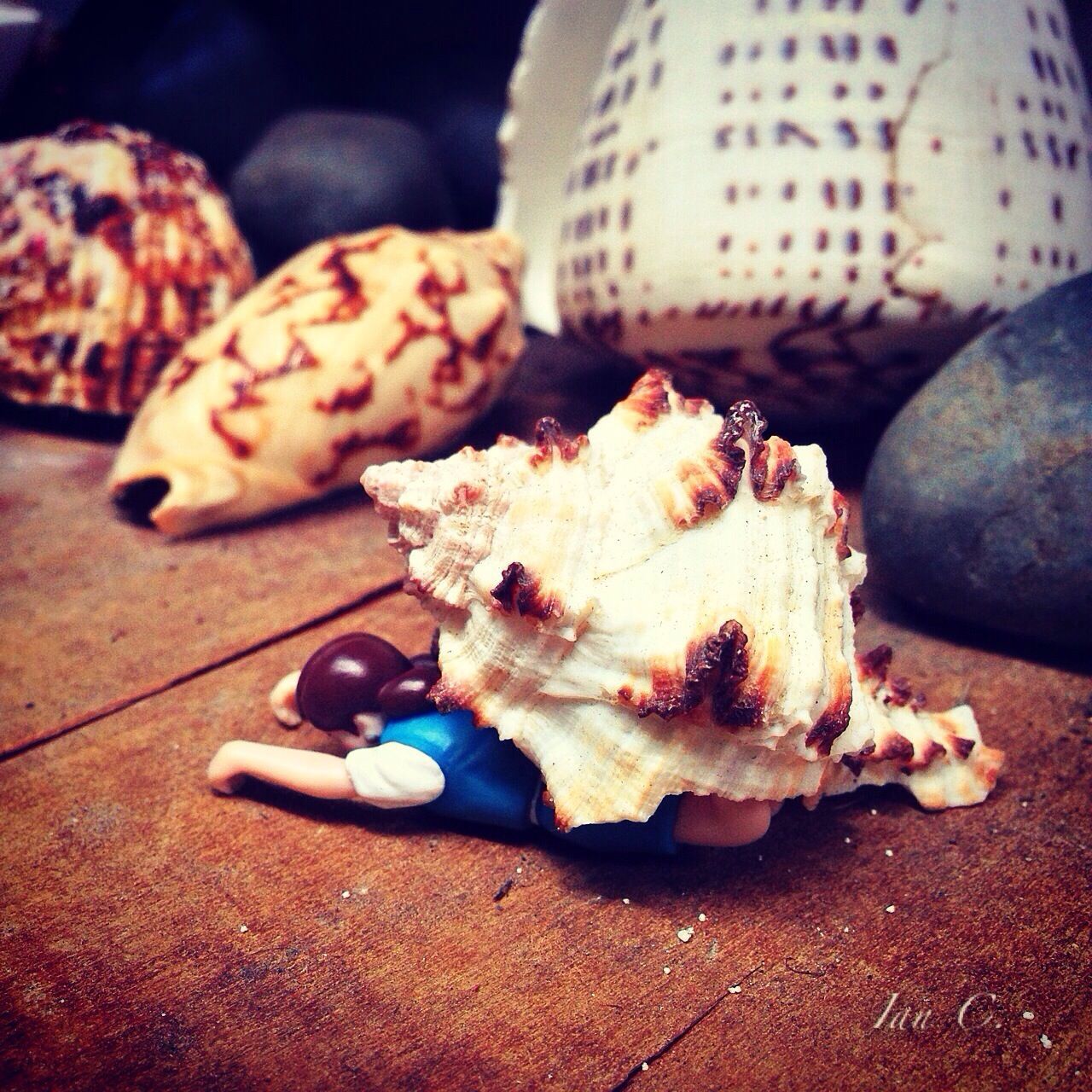 Hermit crab