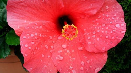 Close-up of wet flower