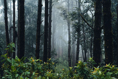 Trees in forest