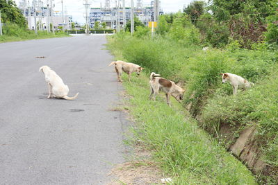 View of dogs on road in city
