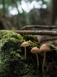 Close-up of brown fresh small mushrooms growing on field in forest/woodland with moss