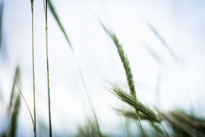 Close-up of wheat growing on field