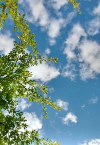 Low angle view of trees against cloudy sky