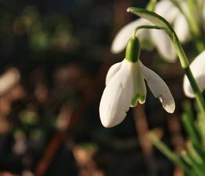Close-up of white flowers