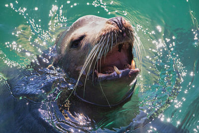 Close-up of turtle in sea