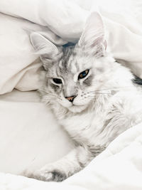 Close-up of cat lying on bed