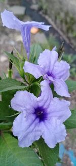 Close-up of purple flowering plant