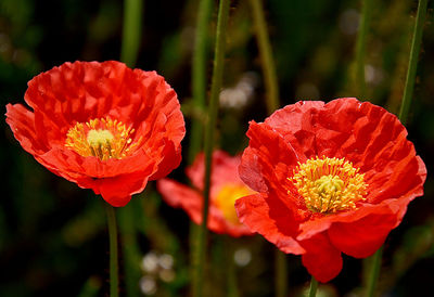 Close-up of orange rose flower