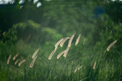 Close-up of stalks in field