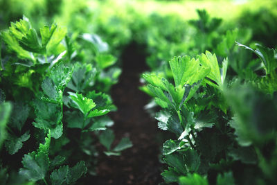 Closeup of rows of organic healthy green parsley plants