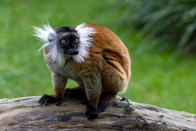 Female black lemur, eulemur macaco, or moor lemur, sitting on a piece of wood.