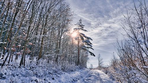 Bare trees on snow covered land against sky