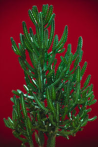 Close-up of wet plant against red background